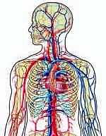 The Circulatory System